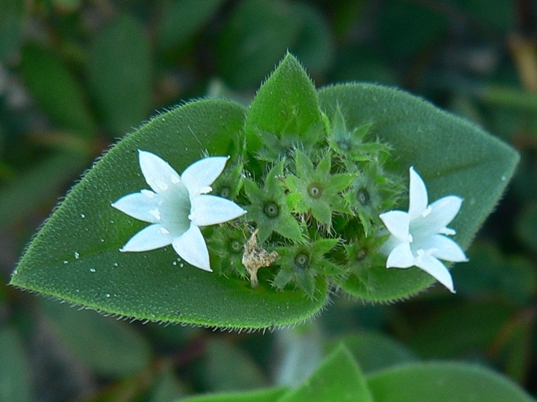 {Richardia scabra}